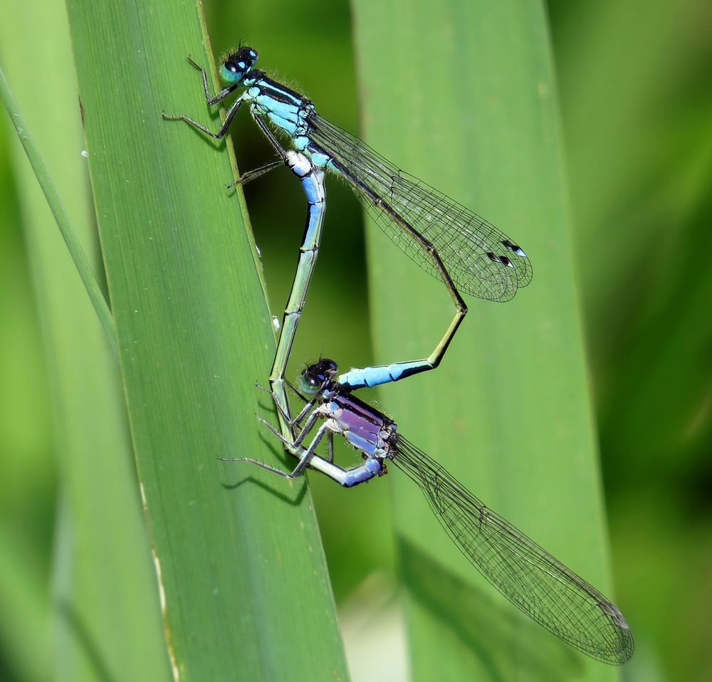 Große Pechlibelle (Ischnura elegans), Paarungsrad