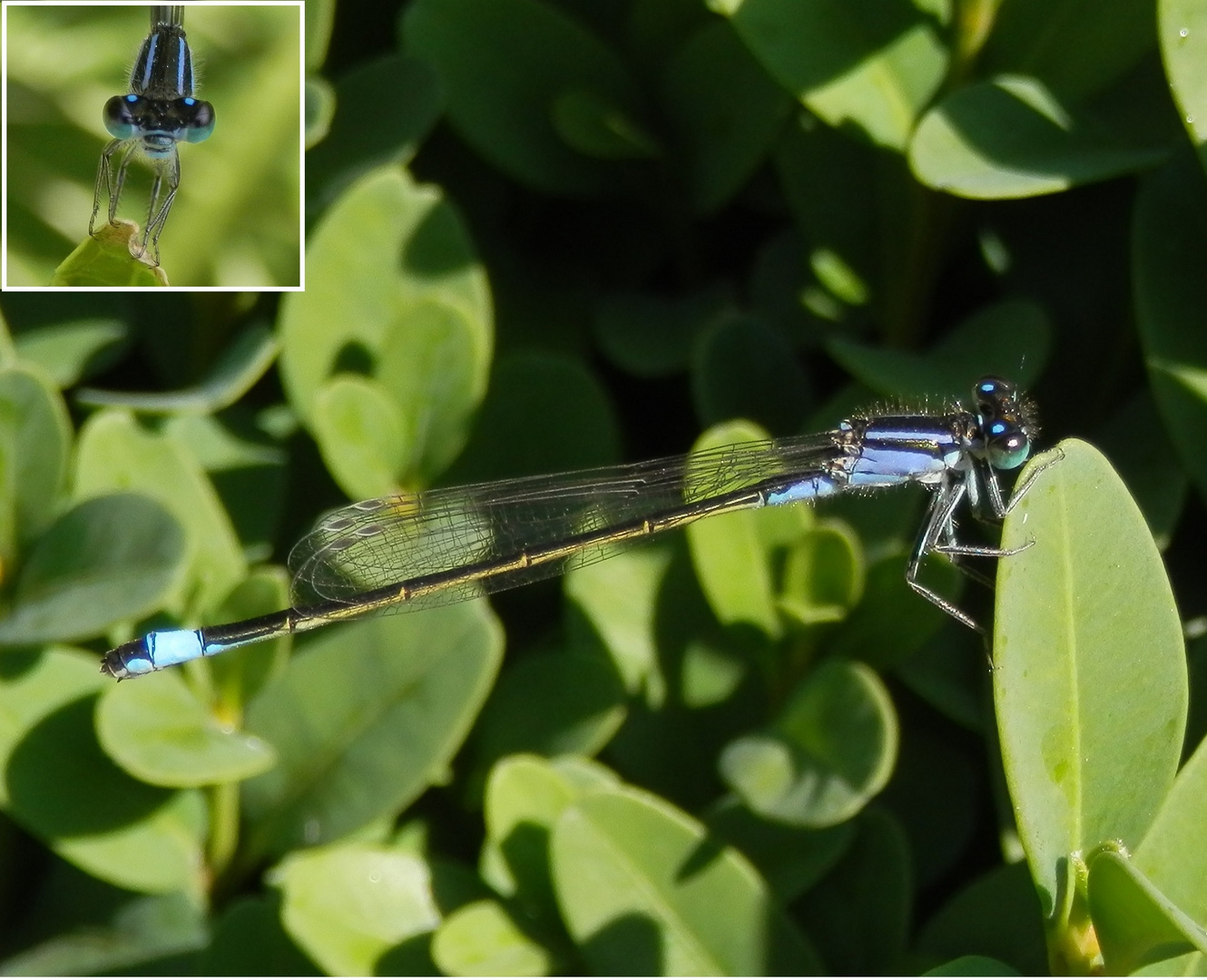 Große Pechlibelle (Ischnura elegans) Seiten- und Vorderansicht