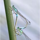 Große Pechlibelle (Ischnura elegans) V/15 (Paarungsrad)