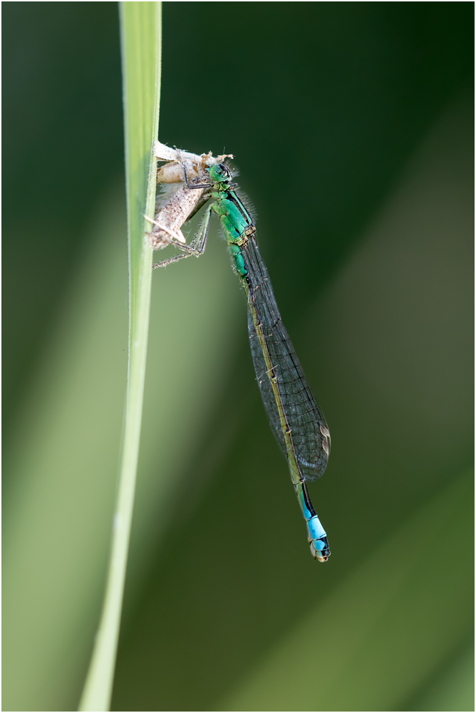 Große Pechlibelle (Ischnura elegans) VI/15 (Malzeit)