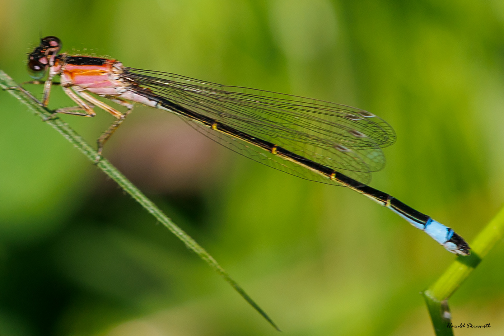 Große Pechlibelle (Ischnura elegans) Weibchen