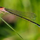 Große Pechlibelle (Ischnura elegans) Weibchen