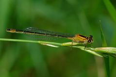 Grosse Pechlibelle (Ischnura elegans), Weibchen