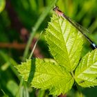 Große Pechlibelle (Ischnura elegans) Weibchen