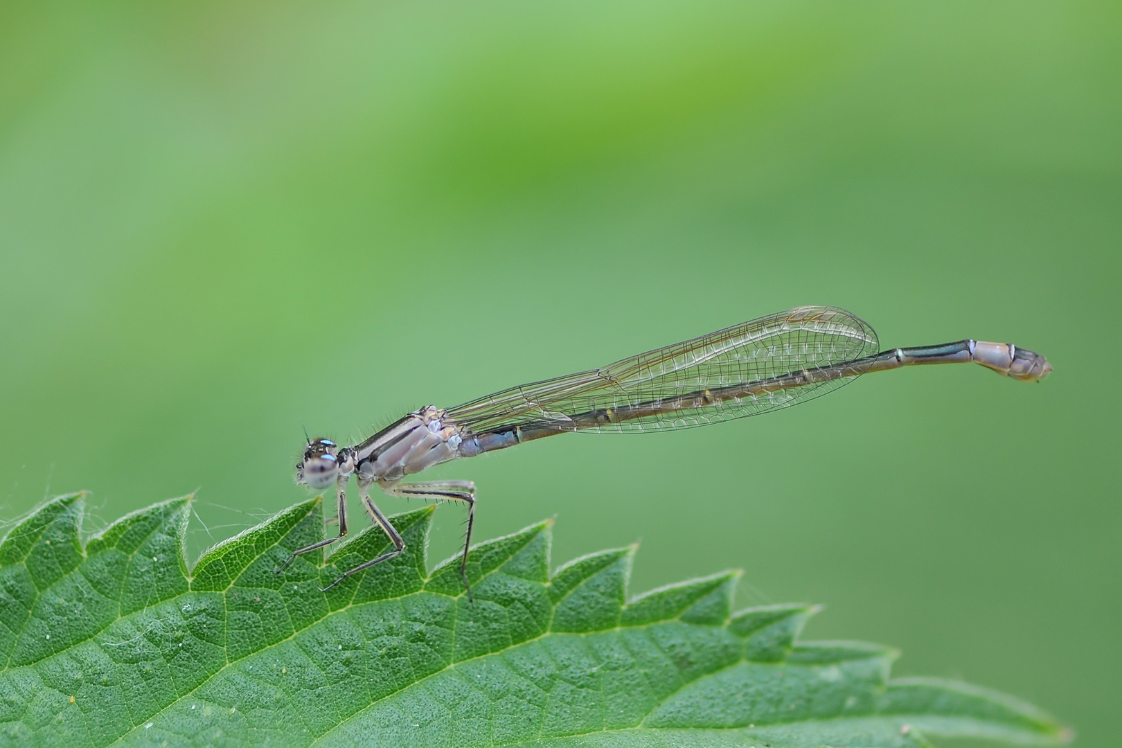 Große Pechlibelle (Ischnura elegans) Weibchen