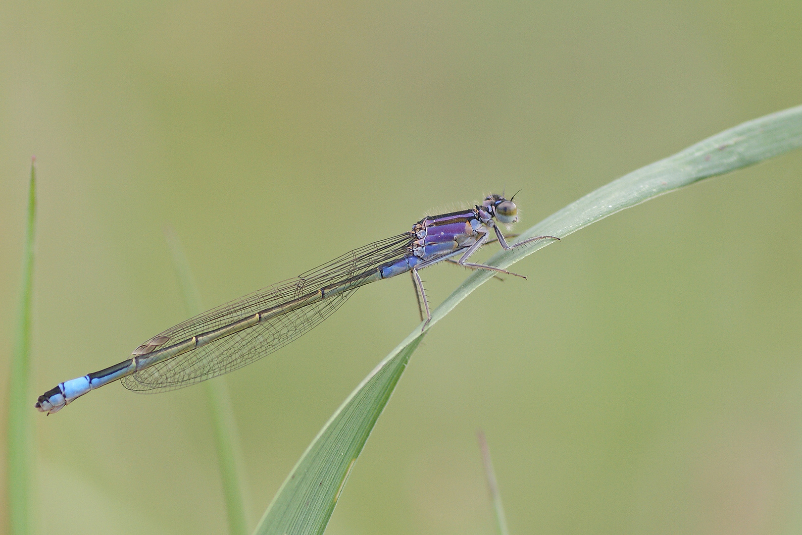 Große Pechlibelle (Ischnura elegans), Weibchen