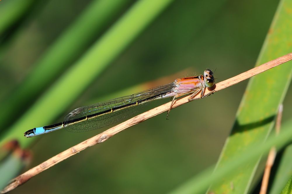 Große Pechlibelle (Ischnura elegans) Weibchen “f. rufescens”