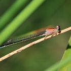 Große Pechlibelle (Ischnura elegans) Weibchen “f. rufescens”