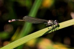 Große Pechlibelle (Ischnura elegans) Weibchen Jungtier