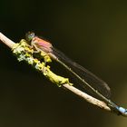 Große Pechlibelle junges Weibchen