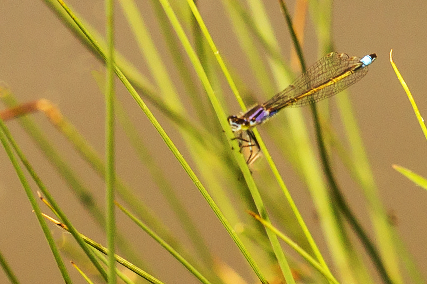 Große Pechlibelle, junges Weibchen