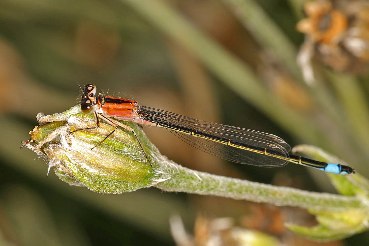 Große Pechlibelle (junges Weibchen)