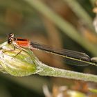 Große Pechlibelle (junges Weibchen)