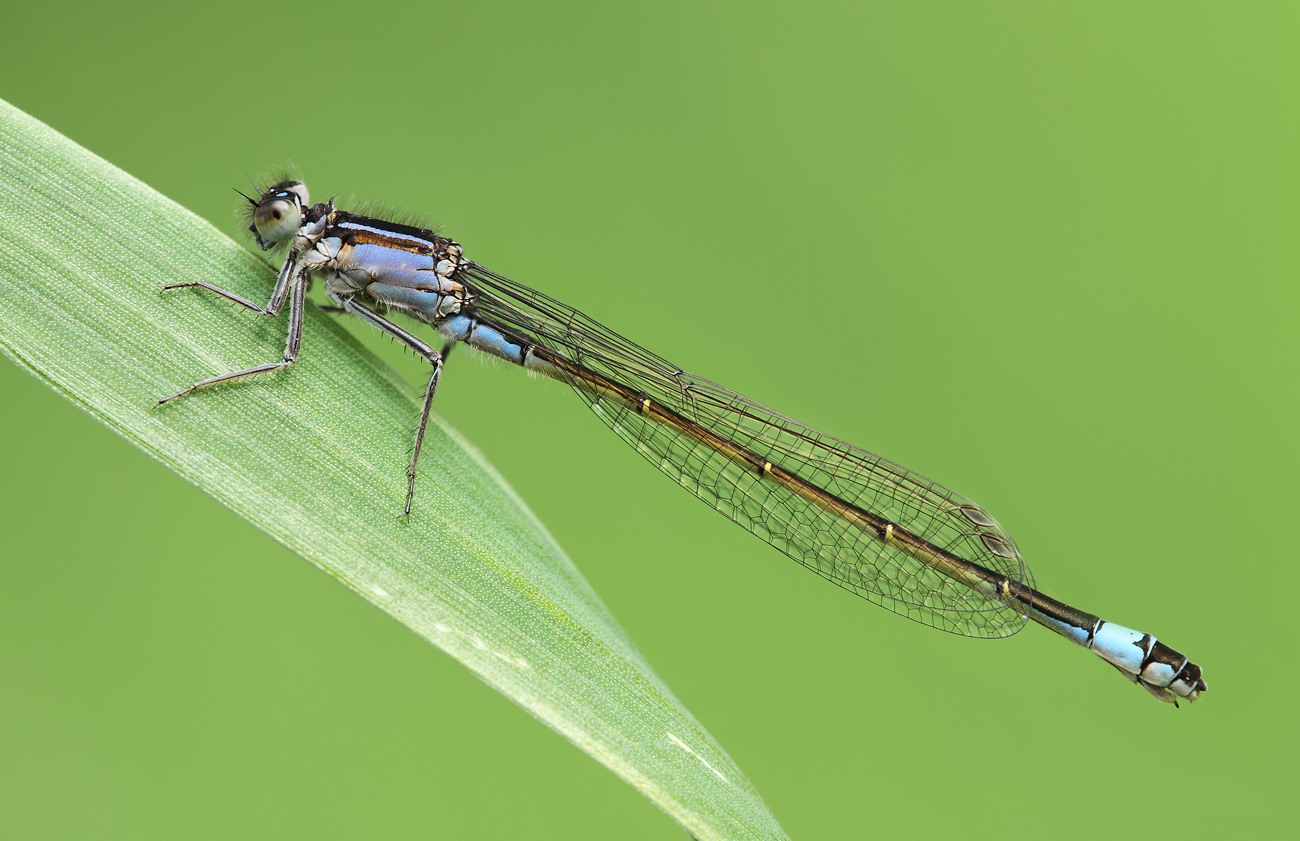 Große Pechlibelle, junges Weibchen (violacea)