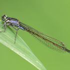 Große Pechlibelle, junges Weibchen (violacea)