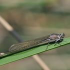 Grosse Pechlibelle, juveniles Weibchen