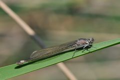 Grosse Pechlibelle, juveniles Weibchen