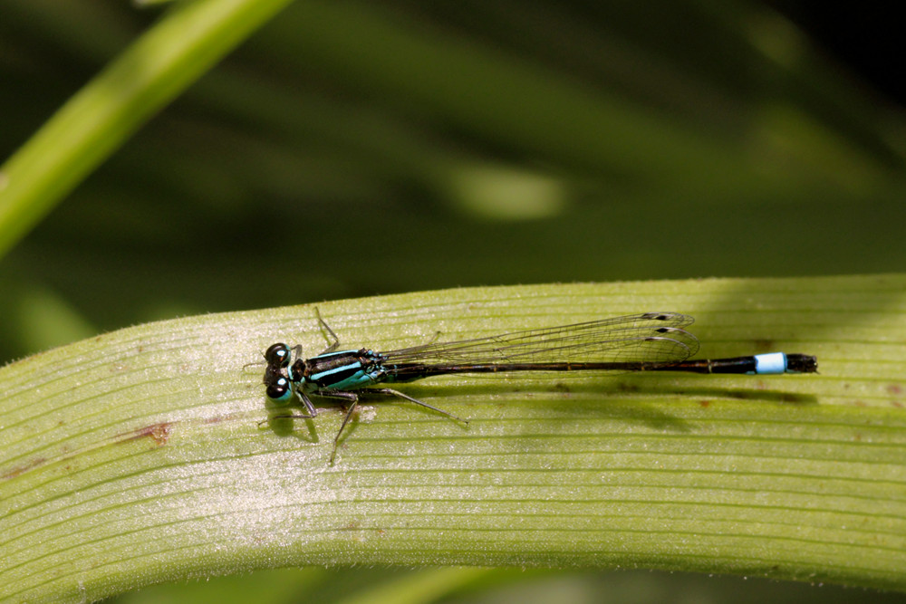 Große Pechlibelle (Kleinlibelle) [frz.: Agrion élégant]