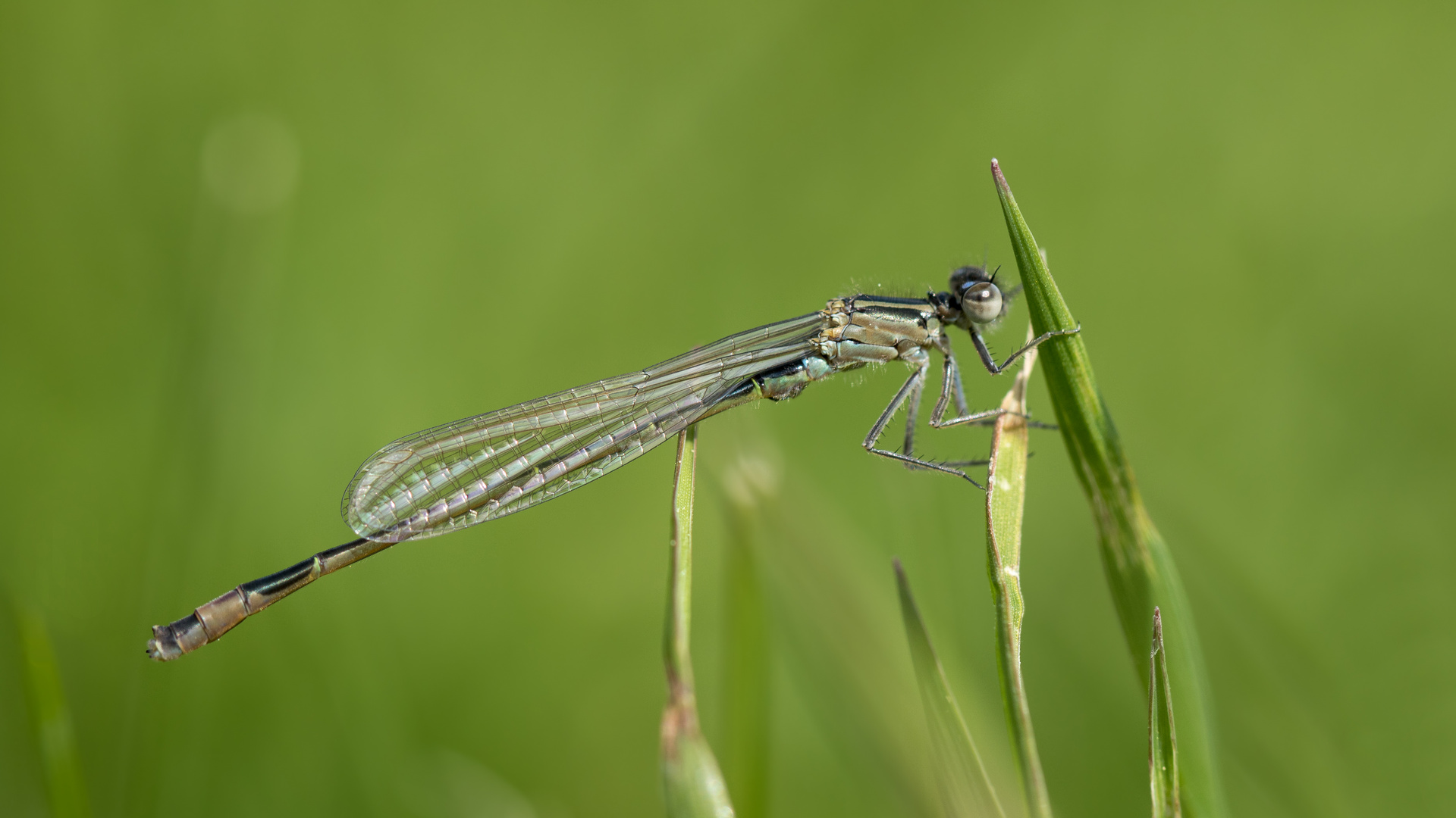 große pechlibelle m.