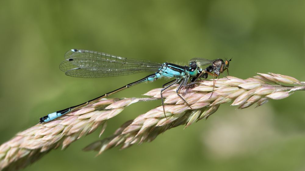 große pechlibelle m.