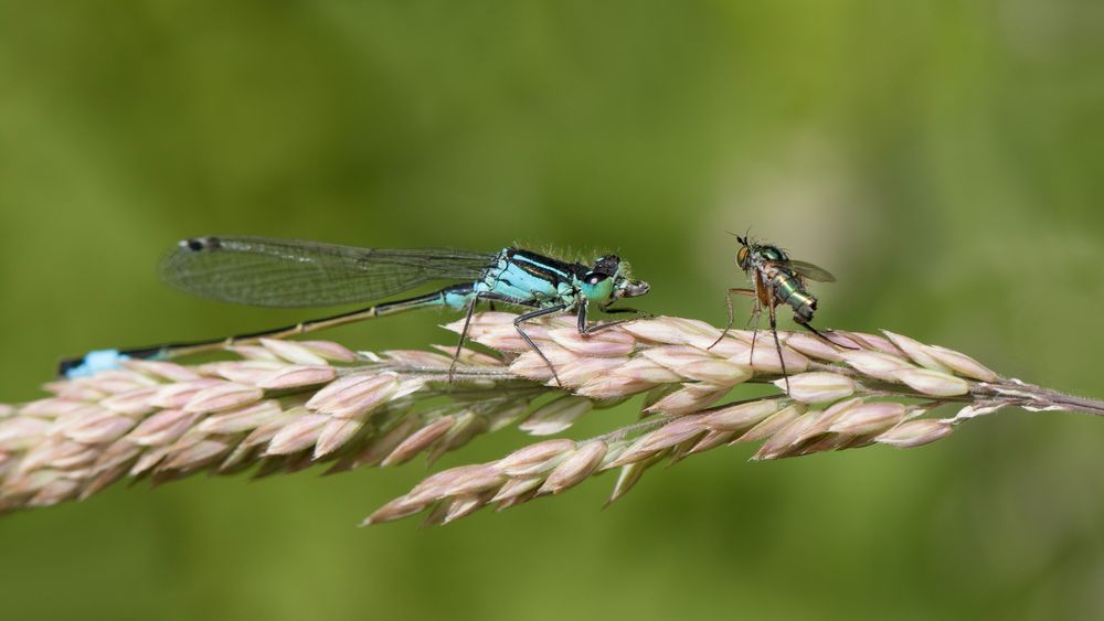 große pechlibelle m.