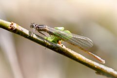 große pechlibelle m.