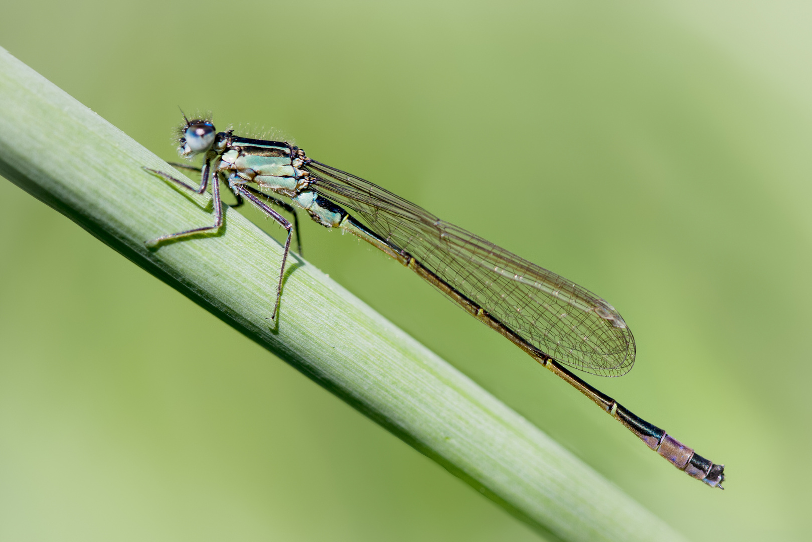 große pechlibelle m.