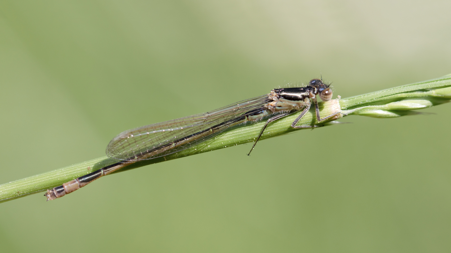 große pechlibelle m.