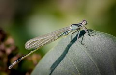 große pechlibelle m.