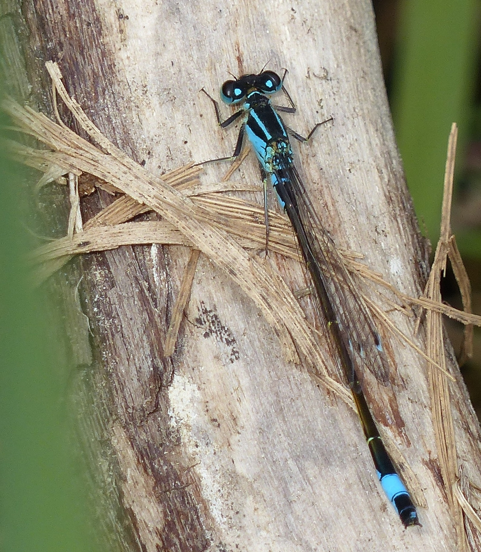 Große Pechlibelle (Männchen)