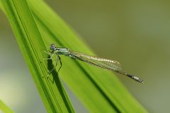 Große Pechlibelle, Männchen Jungtier