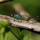 Große Pechlibelle Männchen. Meine erste Libelle 2019