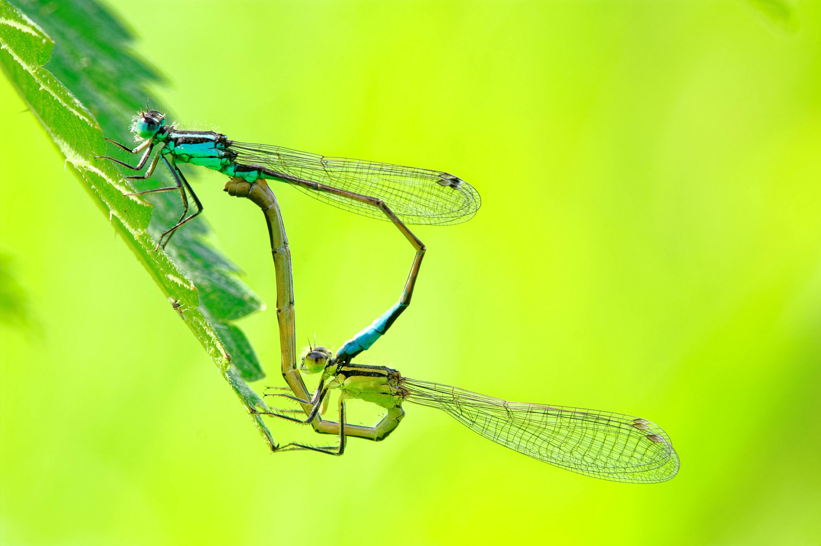 Große Pechlibelle Paarungsrad