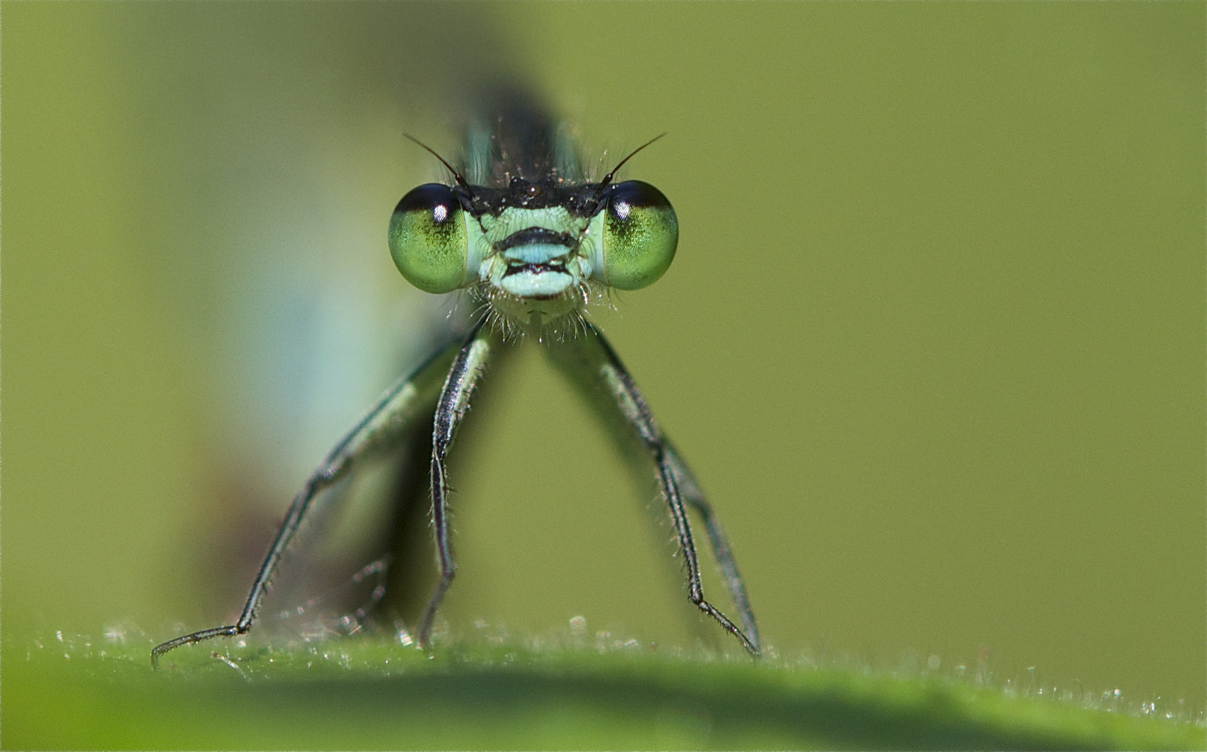 Grosse Pechlibelle Portrait