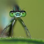 Grosse Pechlibelle Portrait