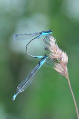 Große Pechlibelle, Tandem, unten das Weibchen der Farbform f. typica