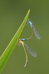 Große Pechlibelle, Tandem, unten ein Weibchen "f. infuscans"