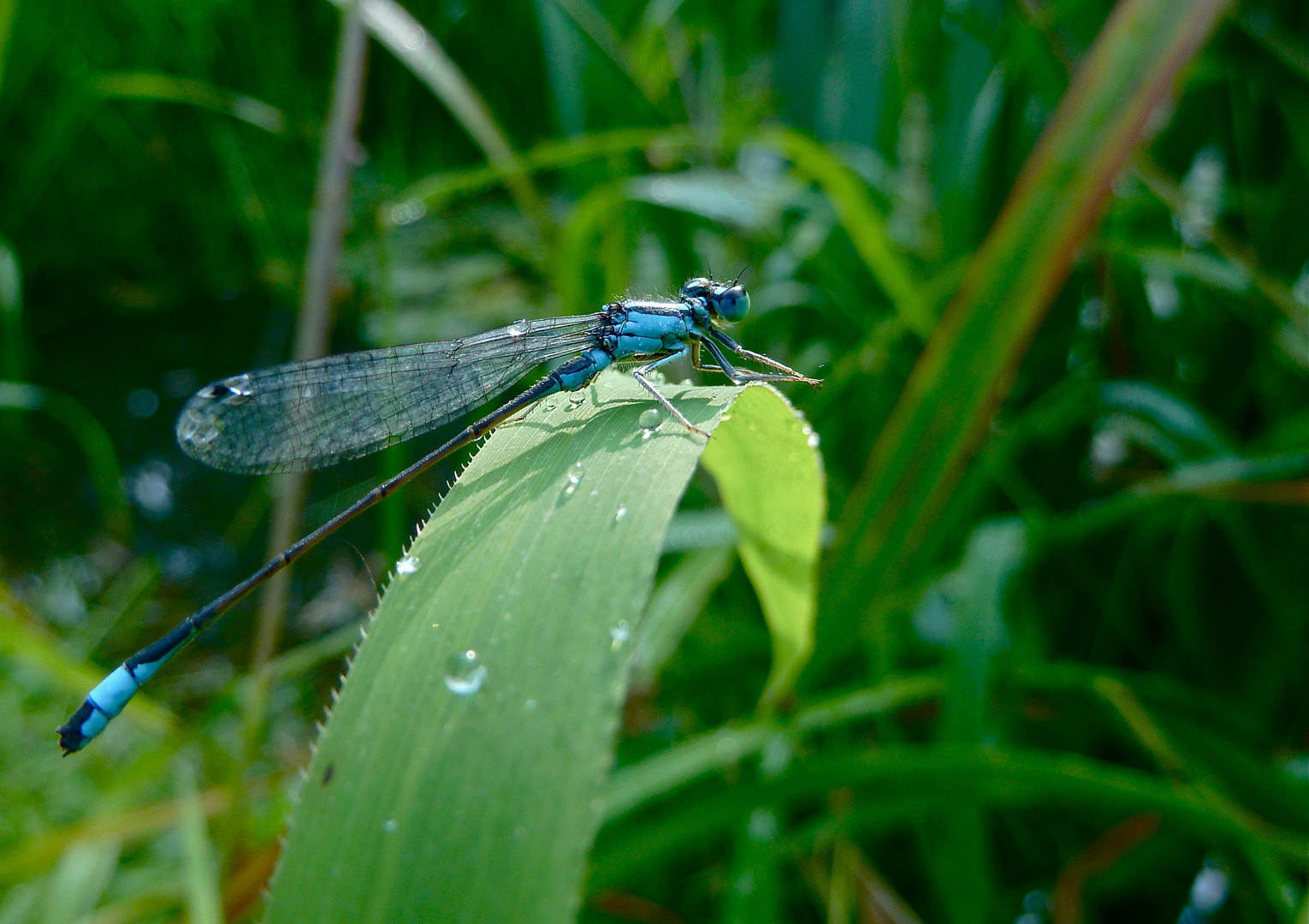 Grosse Pechlibelle vor dem Abflug