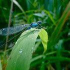 Grosse Pechlibelle vor dem Abflug