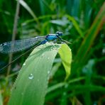 Grosse Pechlibelle vor dem Abflug