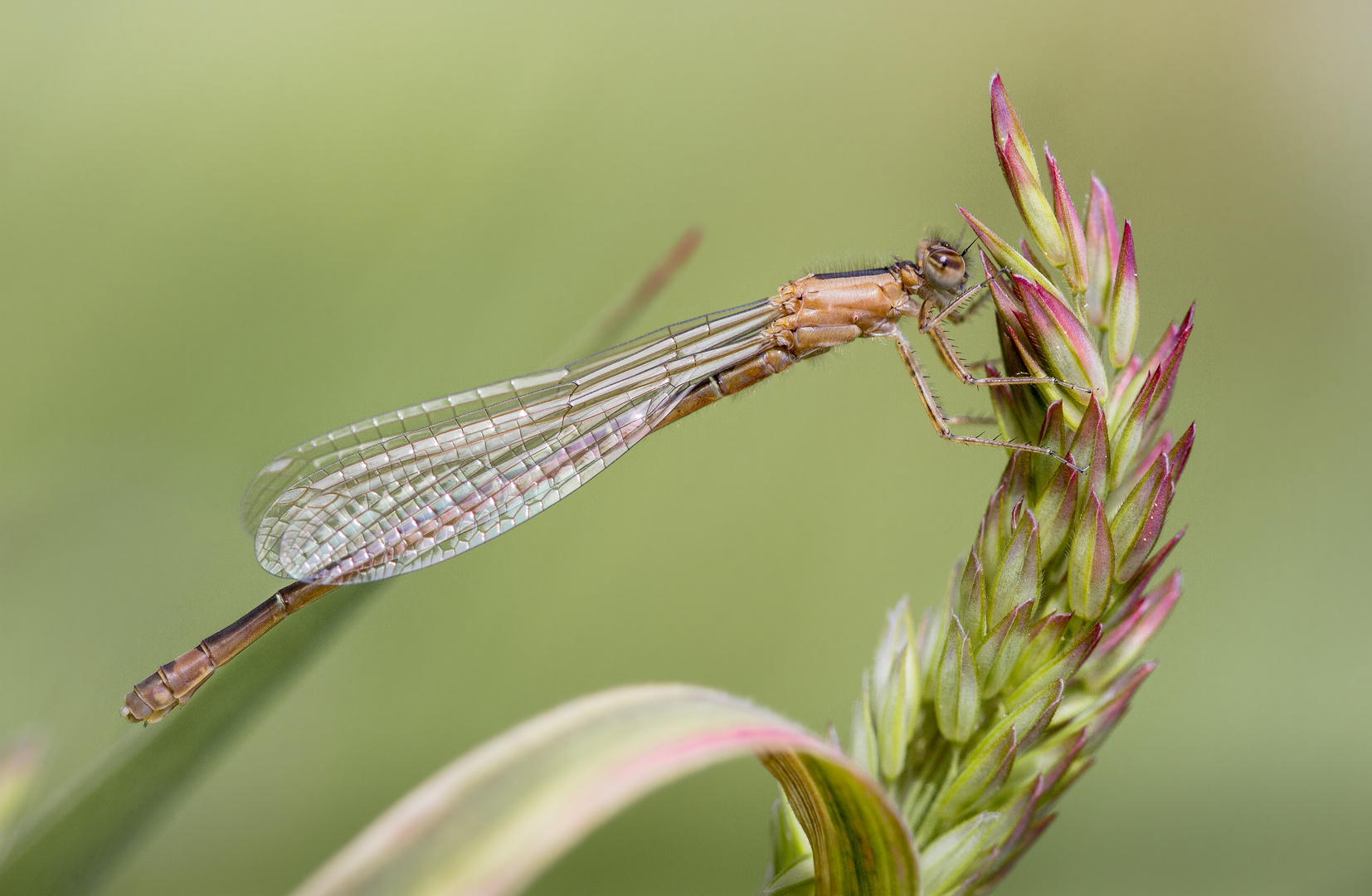 große pechlibelle w.