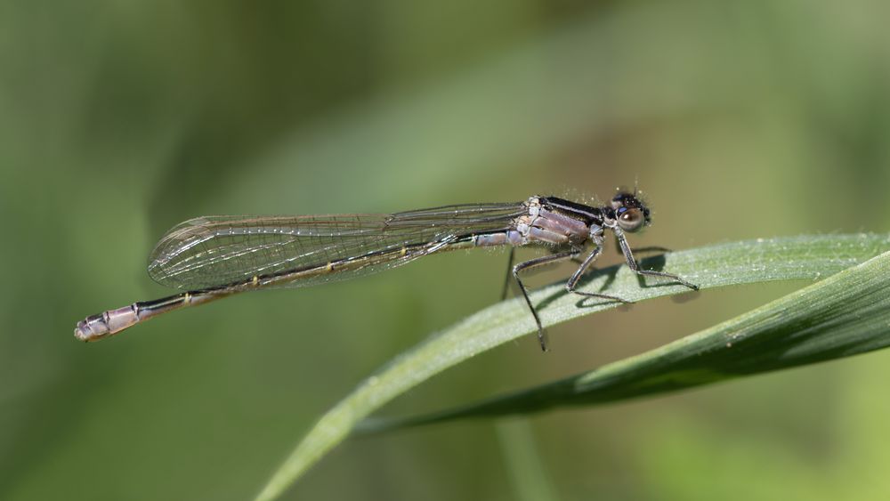 große pechlibelle w.