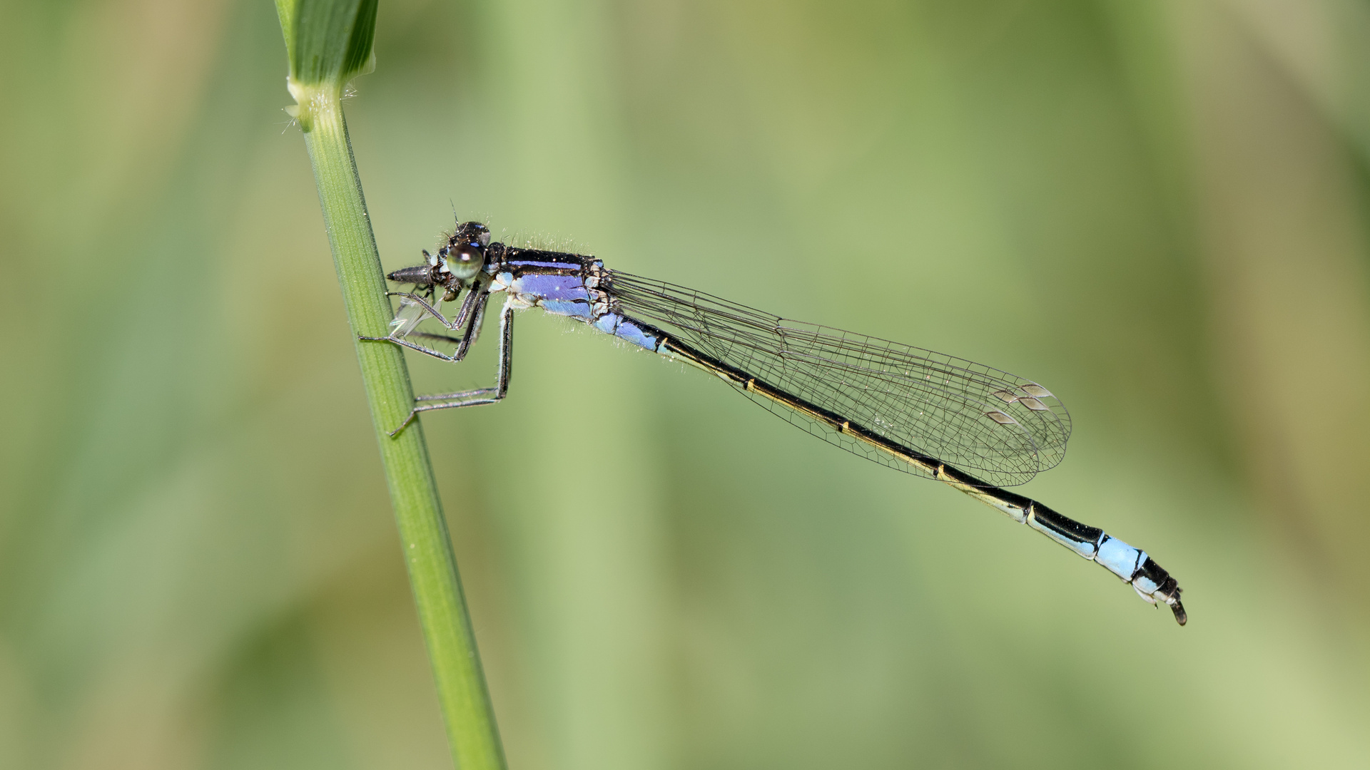 große  pechlibelle w.