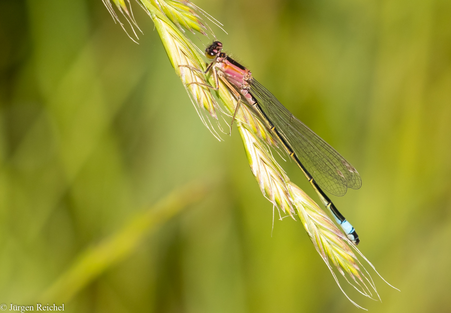 Große Pechlibelle w. 