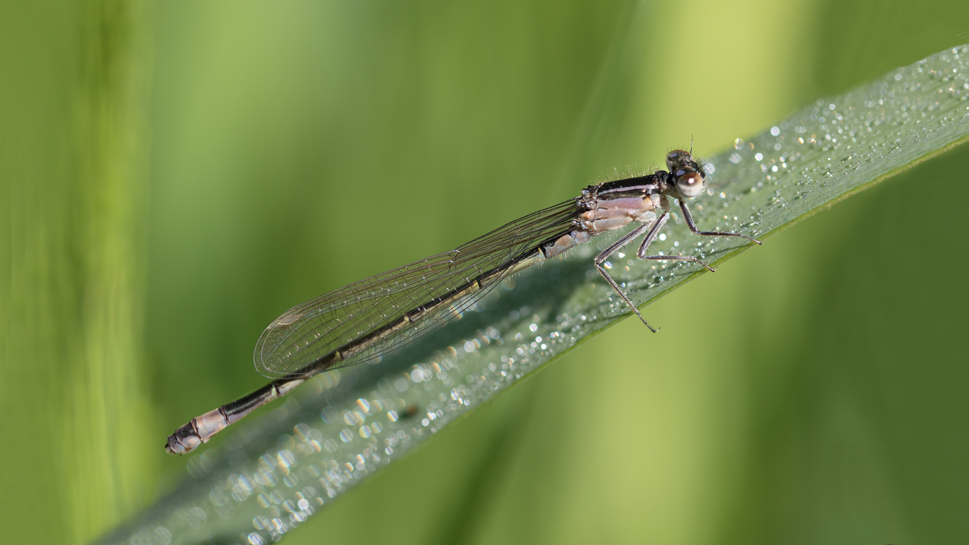 große pechlibelle w.