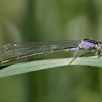 große pechlibelle w.