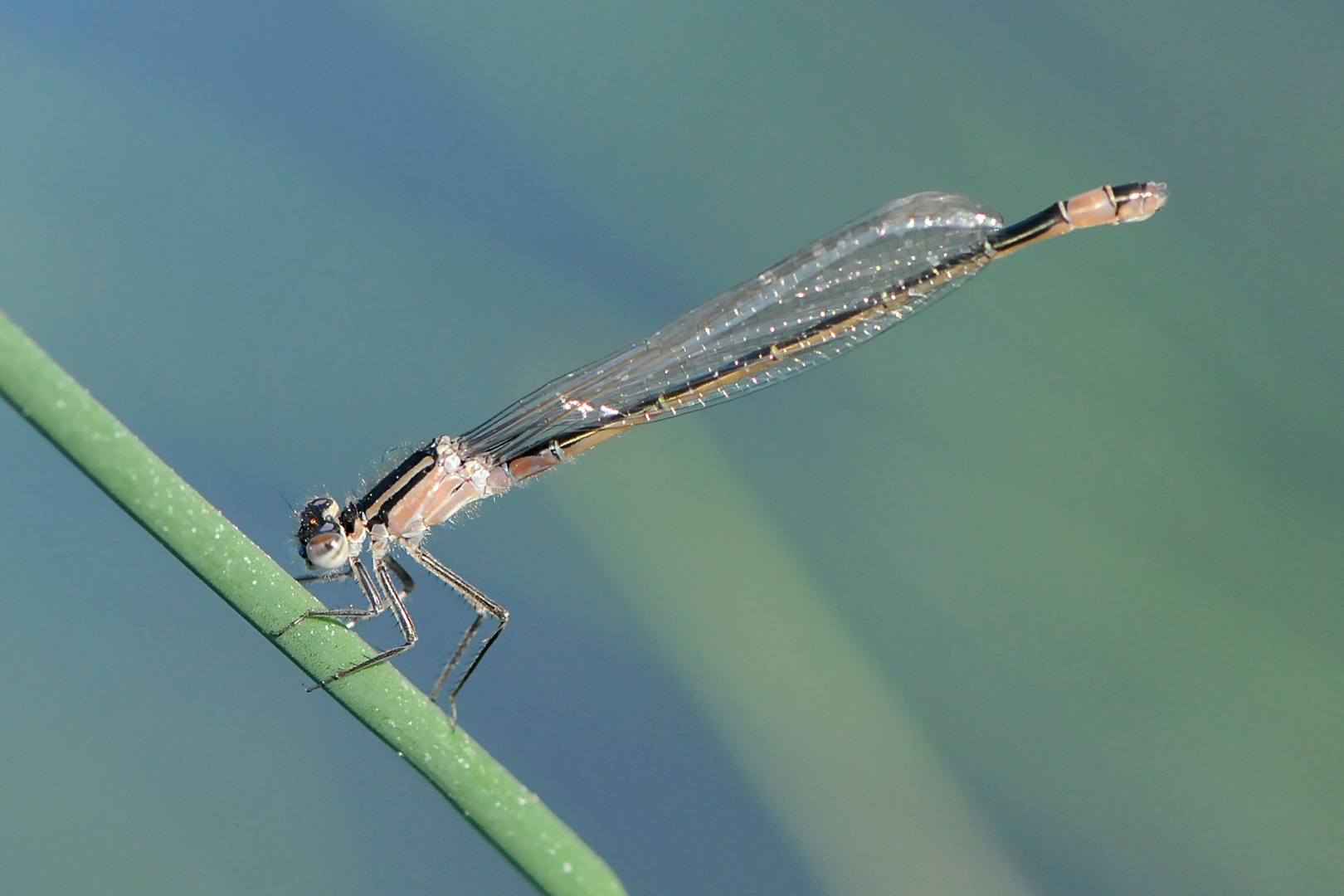 Grosse Pechlibelle, Weibchen