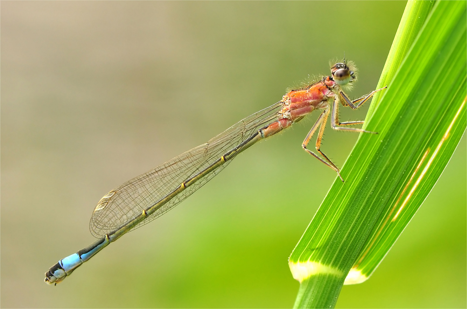 Große Pechlibelle - Weibchen