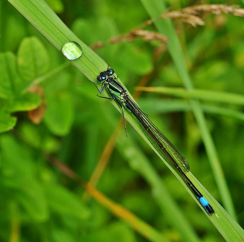 Große Pechlibelle (Weibchen)