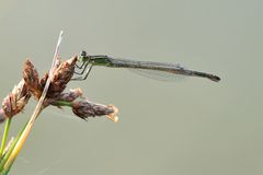 Große Pechlibelle Weibchen “f. infuscans”